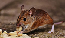 24 Hour & Emergency Exterminators in Gloverville, SC